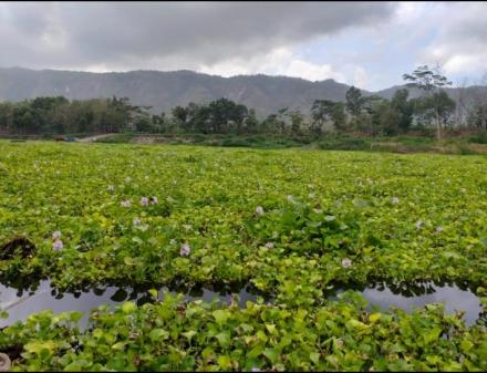 Wisata Enceng Gondok di Krapyak Wetan